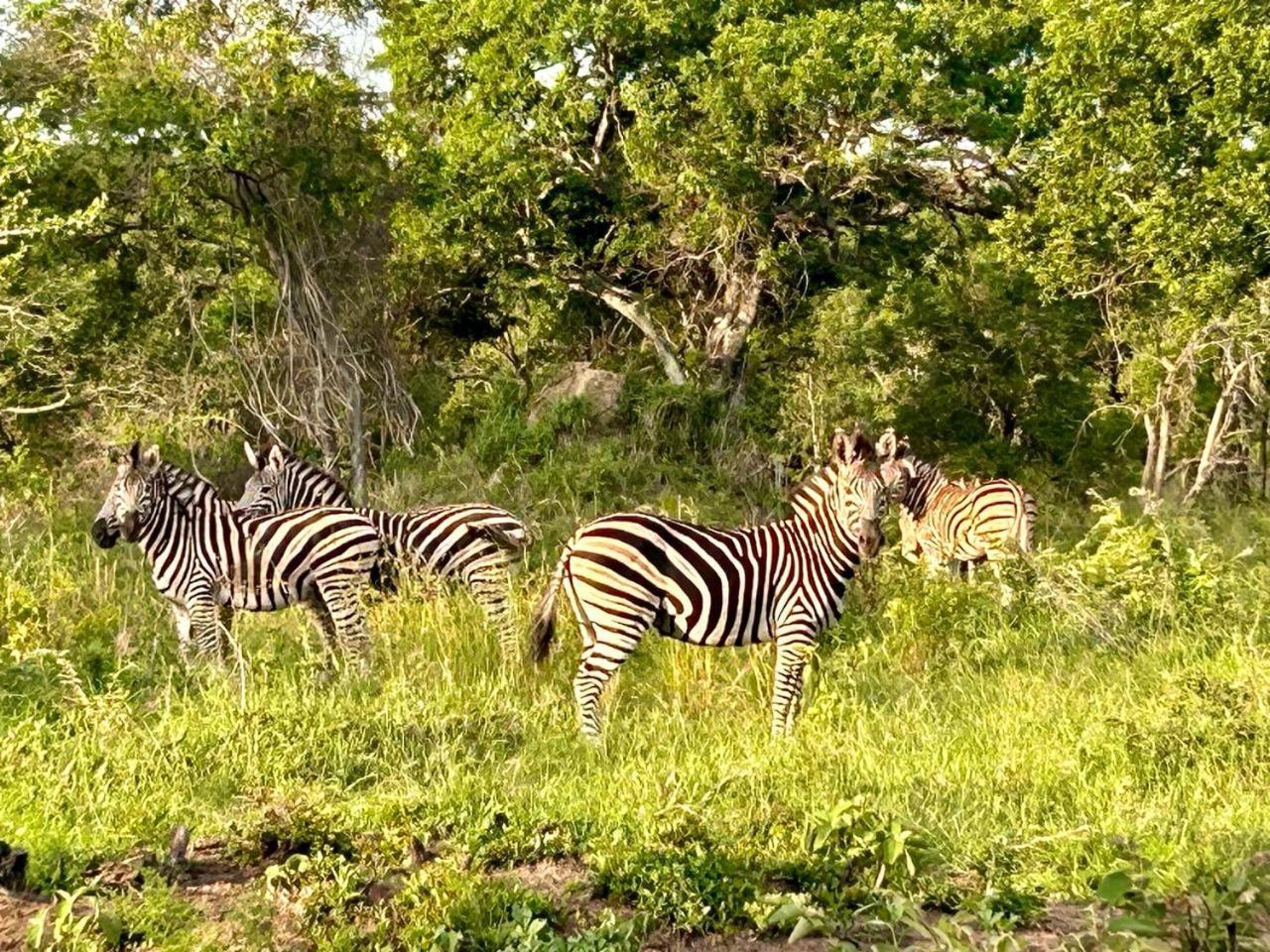 Am Lodge - Hoedspruit Dış mekan fotoğraf