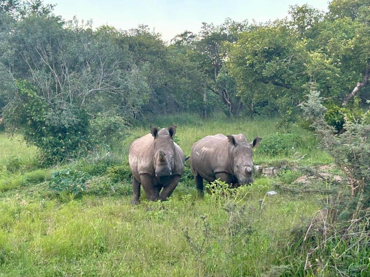 Am Lodge - Hoedspruit Dış mekan fotoğraf