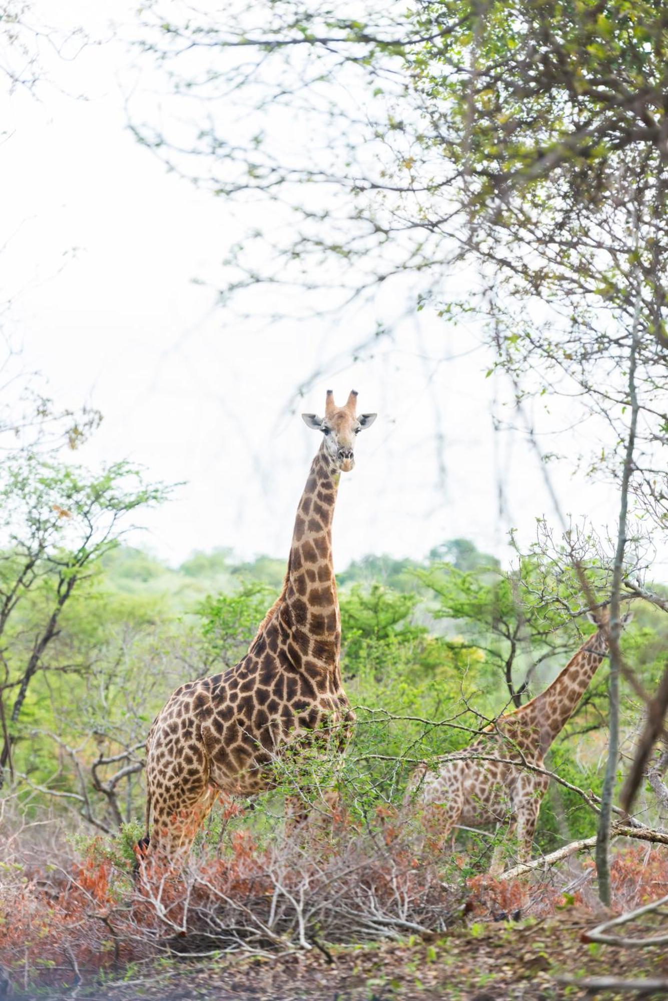Am Lodge - Hoedspruit Dış mekan fotoğraf
