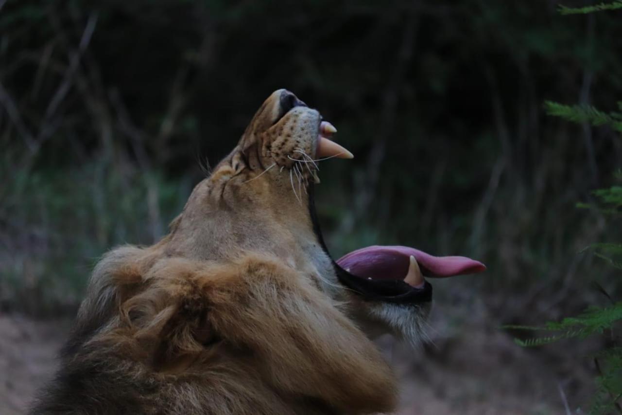 Am Lodge - Hoedspruit Dış mekan fotoğraf