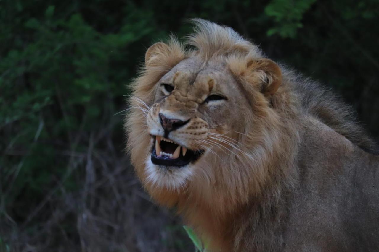 Am Lodge - Hoedspruit Dış mekan fotoğraf