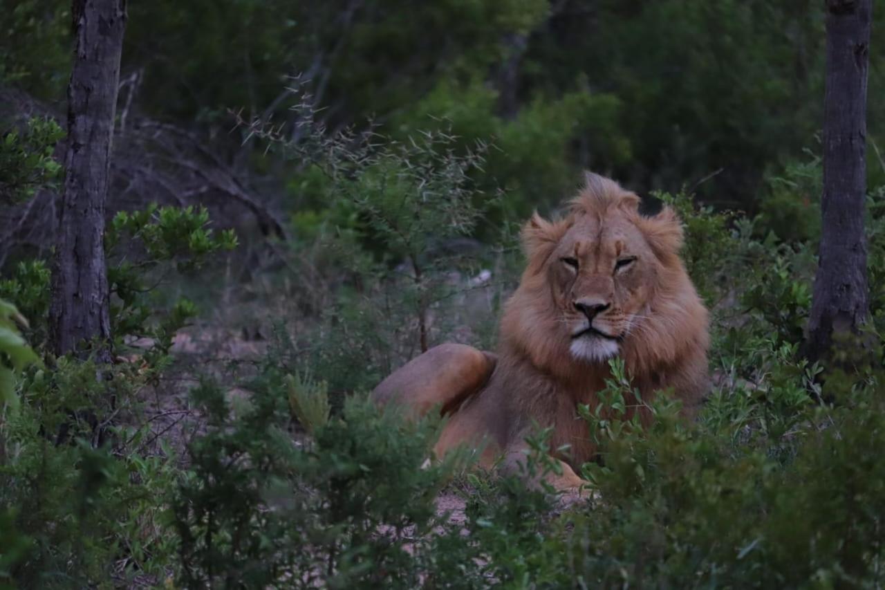 Am Lodge - Hoedspruit Dış mekan fotoğraf